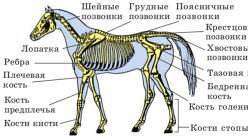 Кости: строение, состав, типы костей, типы соединений и их характеристика